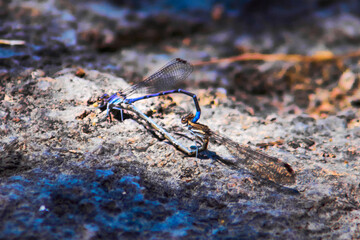 Enallagma cyathigerum, copula of dragonflies forming a heart, in forest of mexiquillo durango 