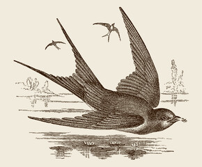 Flying swallow catching insect, after antique wood engraving - obrazy, fototapety, plakaty