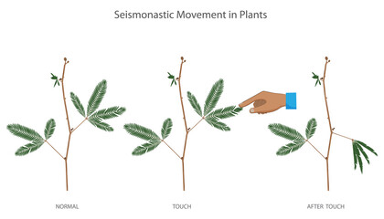 Mechanical stimulation like touch triggers seismonastic movement in Mimosa pudica, causing its leaves to fold rapidly as a defense mechanism due to changes in cell pressure