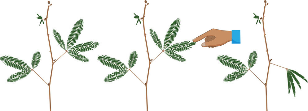 Mechanical stimulation like touch cause seismonastic movement in Mimosa pudica plants