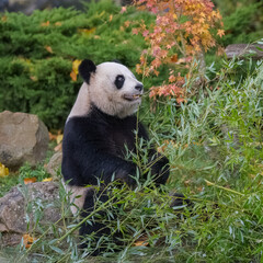 Fototapeta na wymiar Young giant panda eating bamboo in the grass, portrait 
