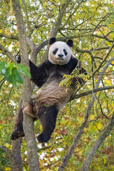 Obraz premium A giant panda climbing in a tree