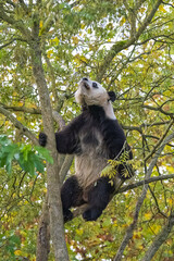Obraz premium A giant panda climbing in a tree