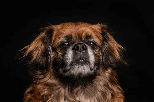 Little angry dog sitting in studio