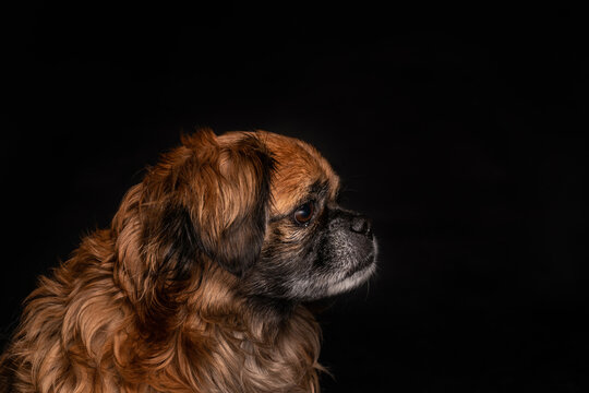 Little angry dog sitting in studio