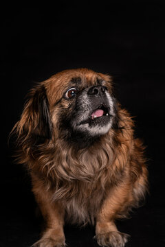 Little angry dog sitting in studio
