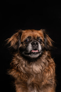 Little angry dog sitting in studio