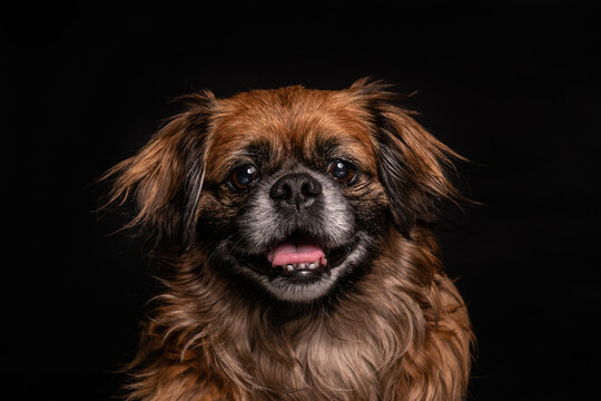 Little angry dog sitting in studio