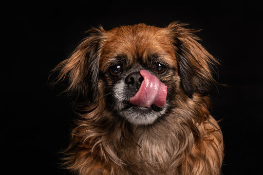 Little angry dog sitting in studio
