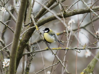 mésange charbonnière sur une branche