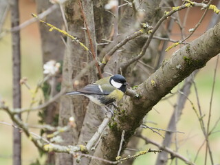 mésange charbonnière sur une branche