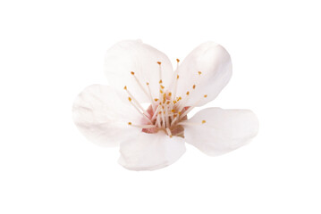 Fototapeta na wymiar Almond white flower isolated on white background