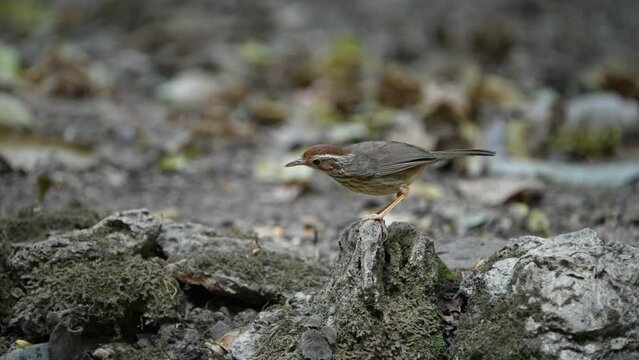White-browed scimitar babbler Bird watching in forest 