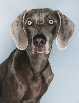 Funny Weimaraner dog on white background