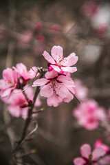 Obraz premium pink flowers