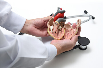 Hands of the cardiologist shows an anatomical model of the human heart. Cardiology consultation,...