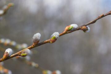 Willow branches with earrings. Beauty of nature. Spring, youth, growth concept.
