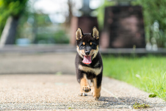 Japanese dog of japanese breed inu running fast in a green field. Beautiful Black puppy Shiba Inu Dog Outdoor.