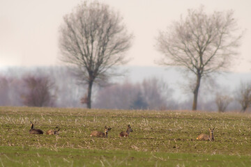 group of roe deer in a field in autumn