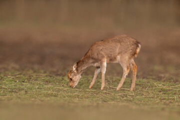 one young red deer doe stand in a meadow