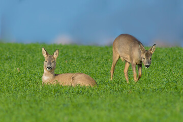 a group of deer in a field in spring