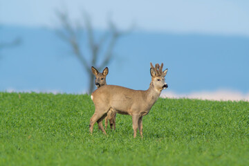 a group of deer in a field in spring