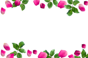 pink flower petals and leaves on white background. Top view, flat lay, negative space