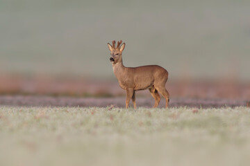 one young roebuck stands on a frozen field in winter