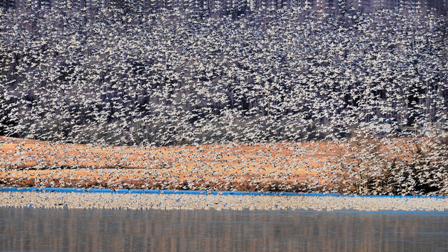 Migrating snow geese on the waterfront at Middle Creek 