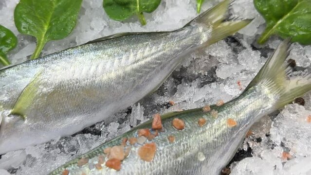 Bluefish is a fish species of high economic value from the family Pomatomidae.