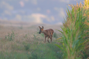 one young roebuck looks out of a cornfield in summer