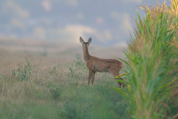 Naklejka na ściany i meble one young roebuck looks out of a cornfield in summer