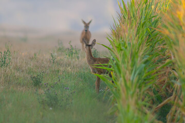 one Roe deer doe with young at a corn field in summer