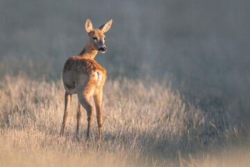 one beautiful roe deer doe stands on a meadow in summer