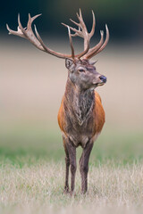 one handsome red deer buck stands in a meadow