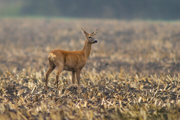 one beautiful deer doe standing on a harvested field in autumn