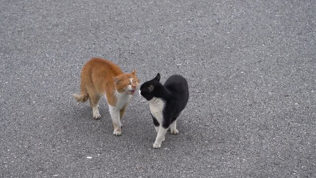 Male Cats, a threatening meeting in the mating season - (4K)