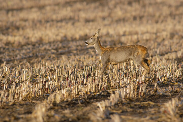 one beautiful deer doe standing on a harvested field in autumn
