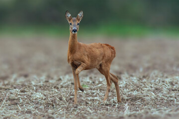 one beautiful deer doe standing on a harvested field in autumn