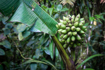 Fototapeta premium Musa monticola which is a species of wild banana, native to Sabah, Malaysia