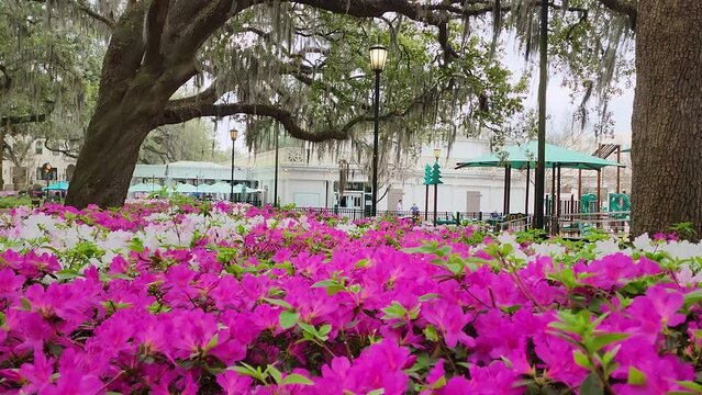 footage of a gorgeous winter landscape at Forsyth Park with pink and white flowers, weeping willow trees, lush green grass, tall black light posts, people walking and exercising in Savannah Georgia