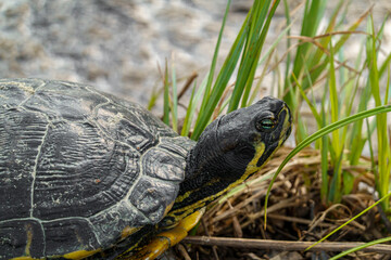 tartaruga