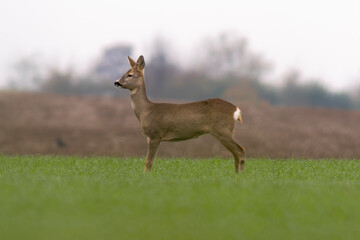 one beautiful doe doe standing on a green field in spring