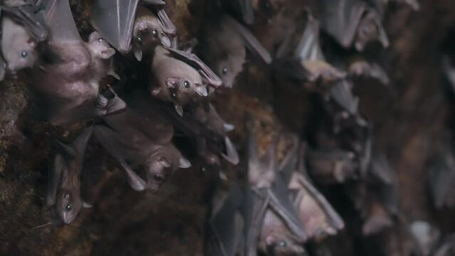 Many bats hanging on the stone wall of the cave and flying out of frame. The life of flying foxes in the wild close-up. Bats are start flying to hunt. slow motion footage. film grain texture. 