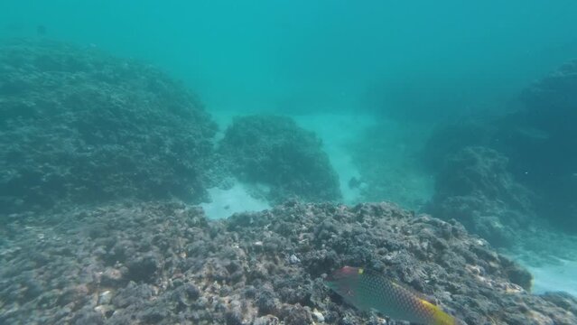 Checkerboard wrasse fish swimming along coral reef in Maldives. Tropical seashore wildlife fauna concept