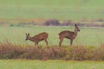 Obraz premium group of roe deer in a field in autumn