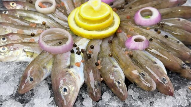 The haddock is a fish species belonging to the Gadidae family.