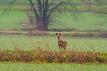 one beautiful deer doe standing on a meadow in autumn
