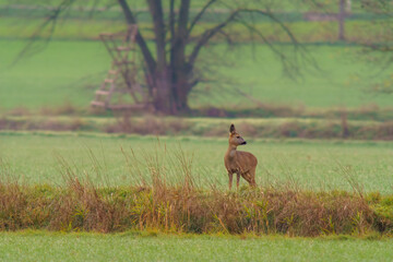 Obraz na płótnie Canvas one beautiful deer doe standing on a meadow in autumn