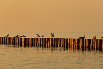 Ptaki na wybrzeżu morza Bałtyckiego o zachodzie słońca - obrazy, fototapety, plakaty